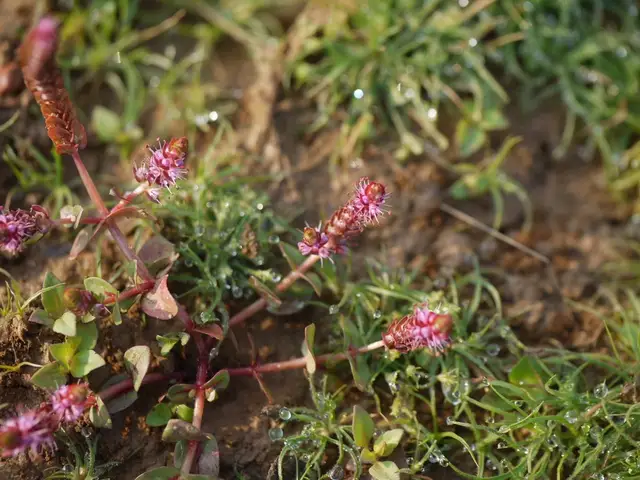 Базовый вид Rotala macrandra