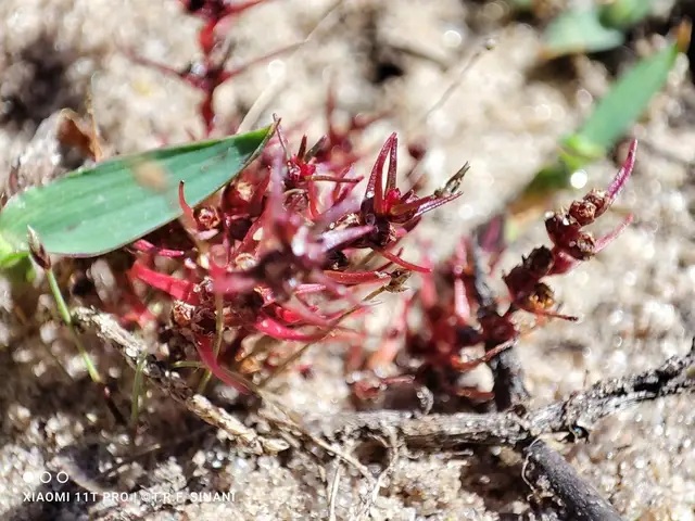 Базовый вид Rotala mexicana