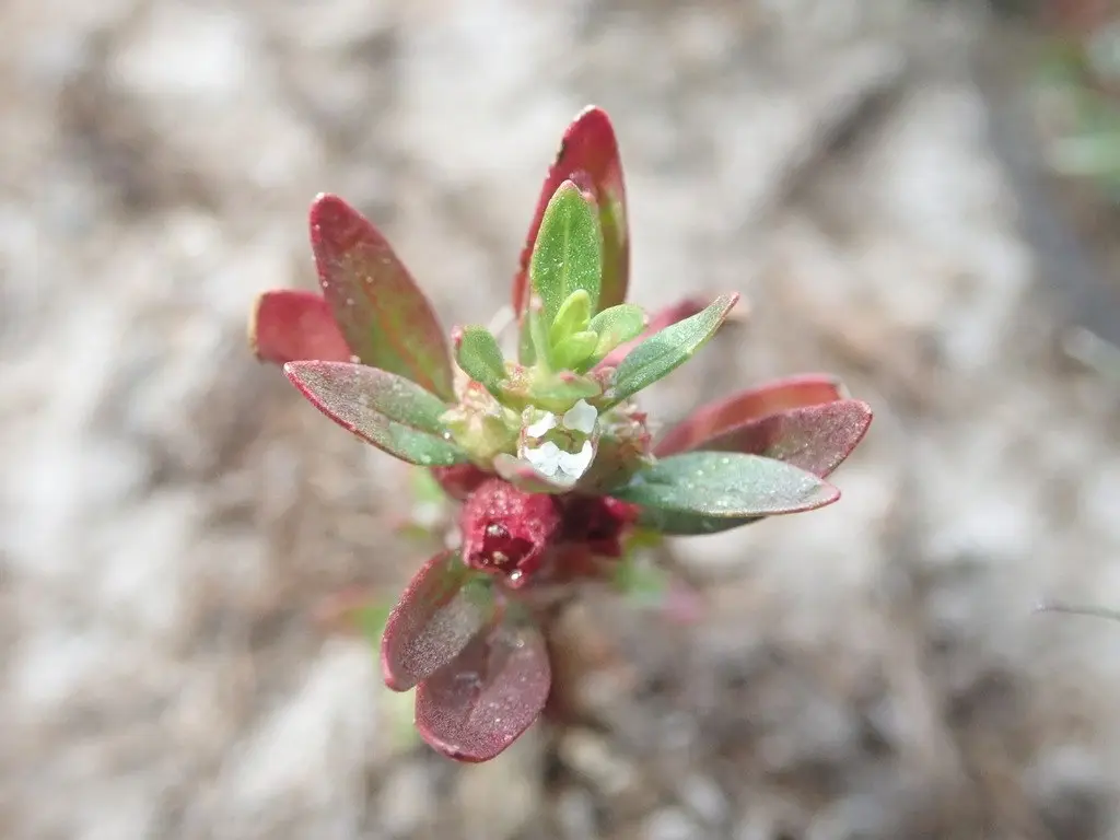 Базовый вид Rotala ramosior