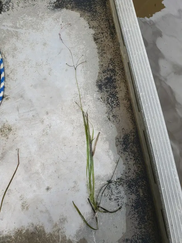 Базовый вид Sagittaria subulata