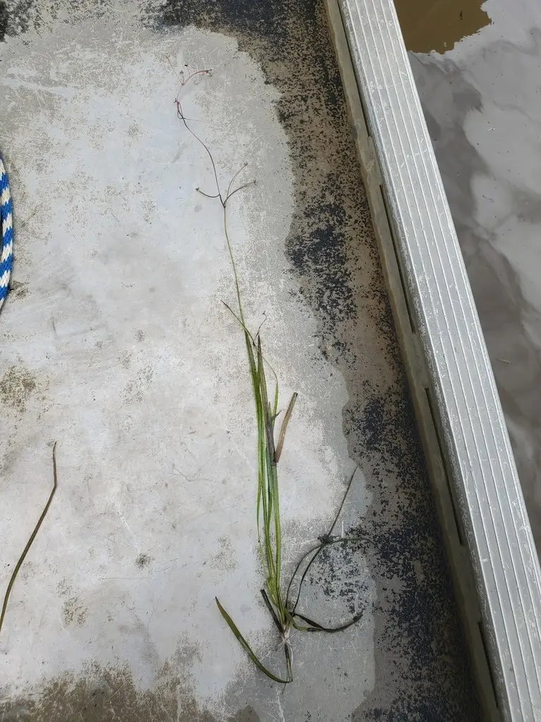 Базовый вид Sagittaria subulata