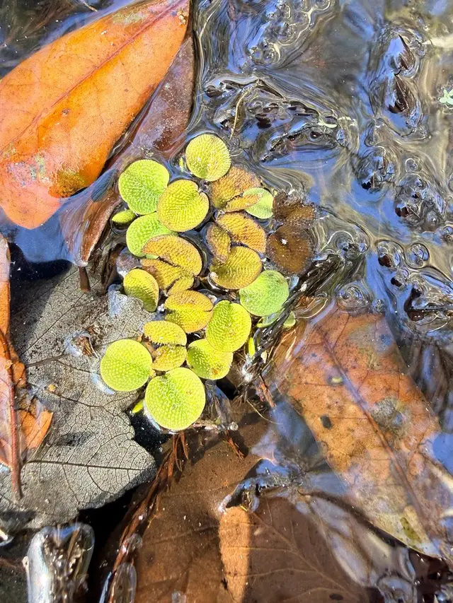 Salvinia minima