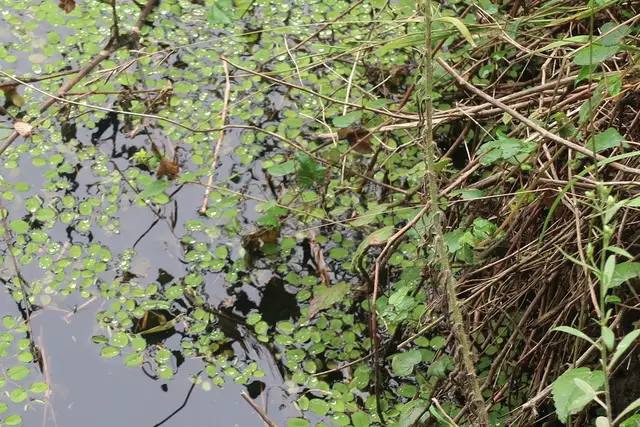 Salvinia molesta