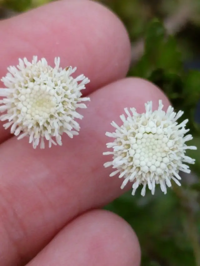 Базовый вид Shinnersia rivularis