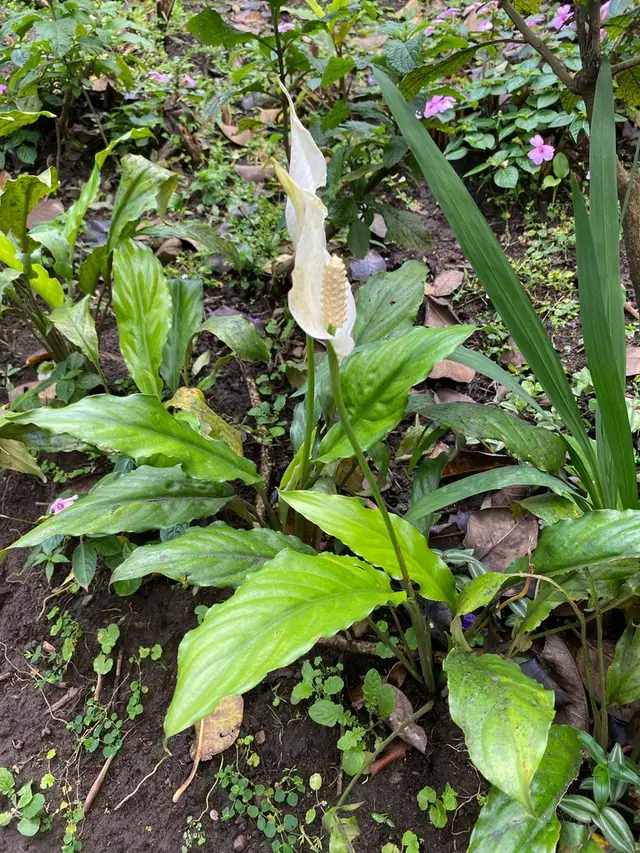 Spathiphyllum wallisii