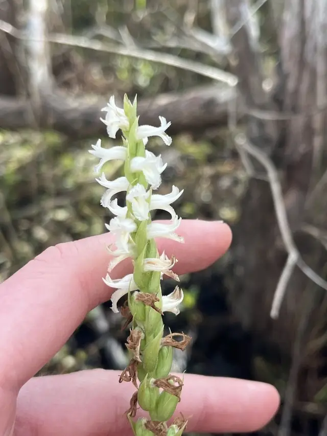 Spiranthes odorata