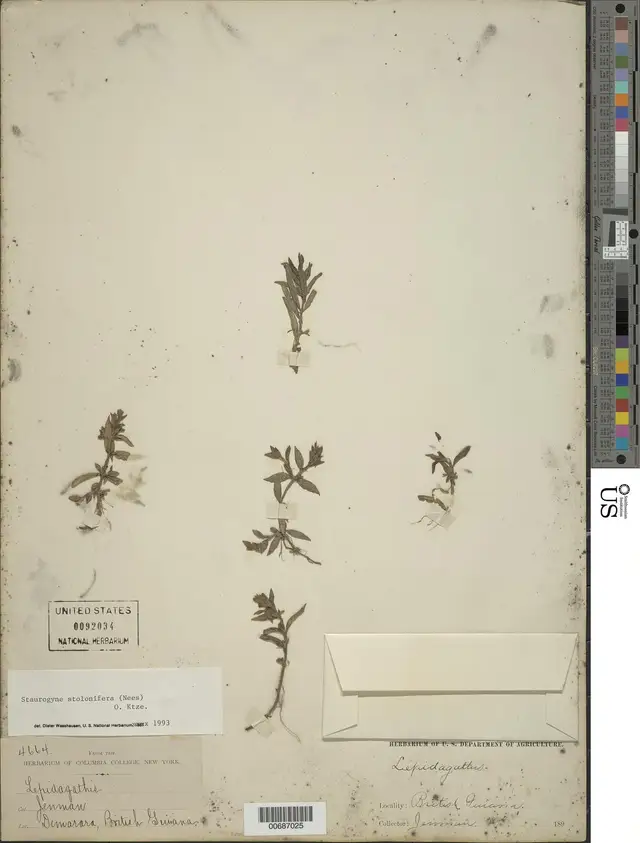 Staurogyne stolonifera