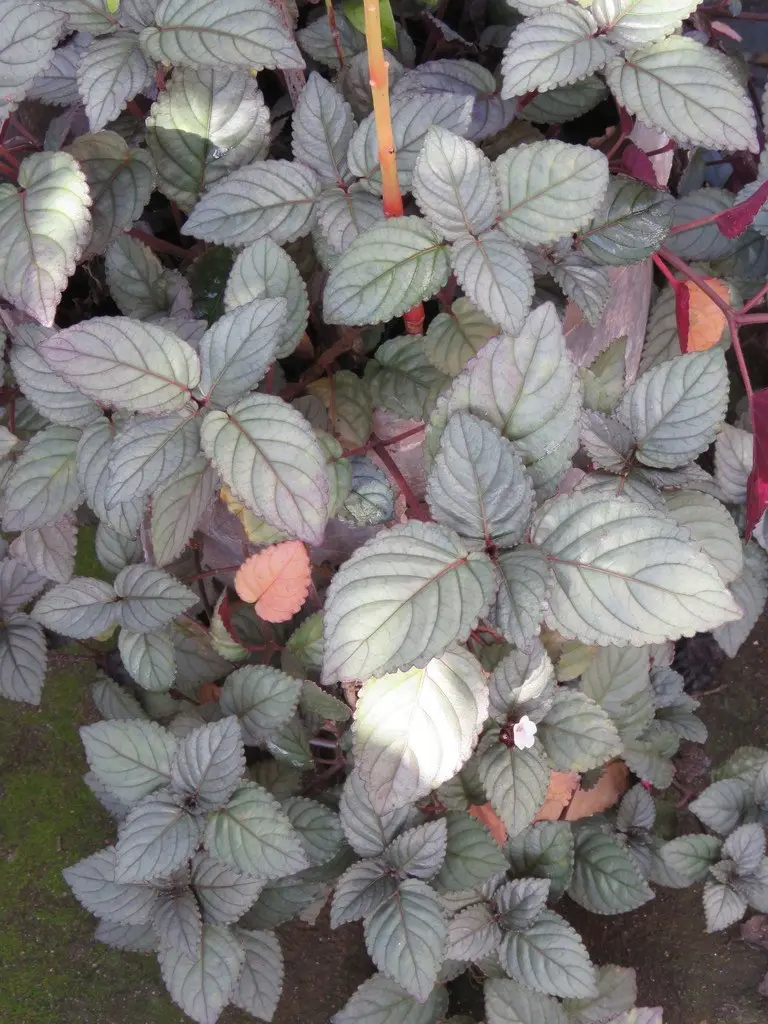 Базовый вид Strobilanthes alternata