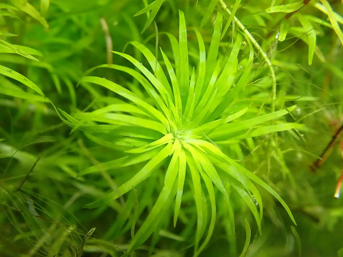 Представитель рода Syngonanthus