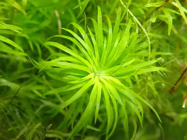 Представитель рода Syngonanthus