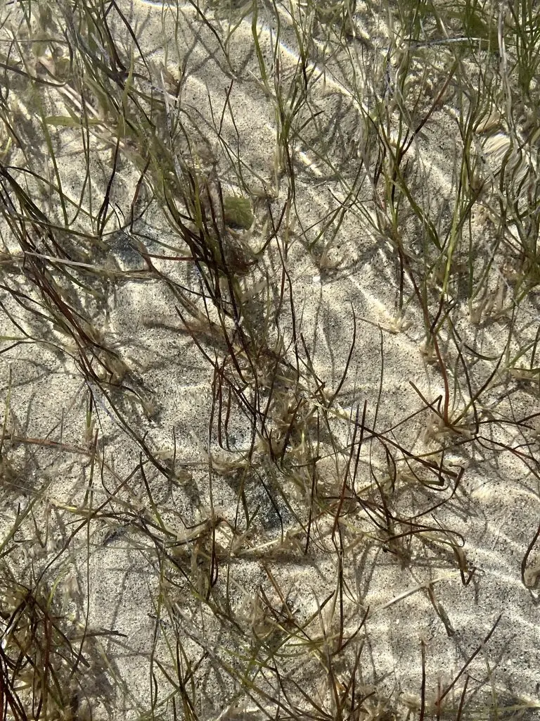 Syringodium filiforme