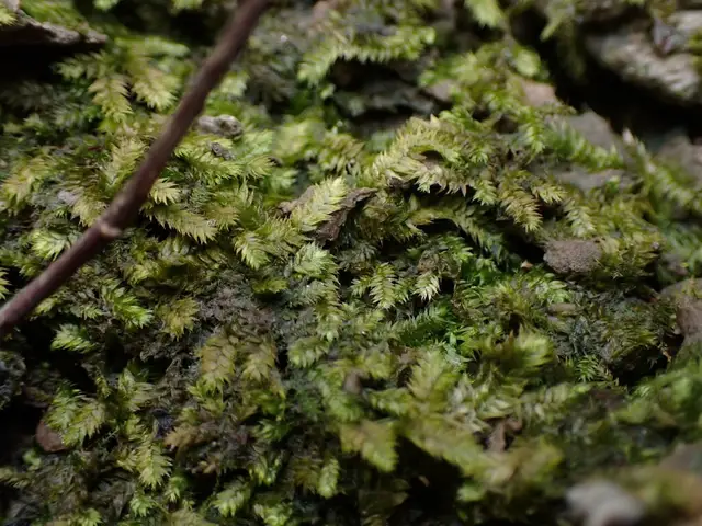 Taxiphyllum taxirameum