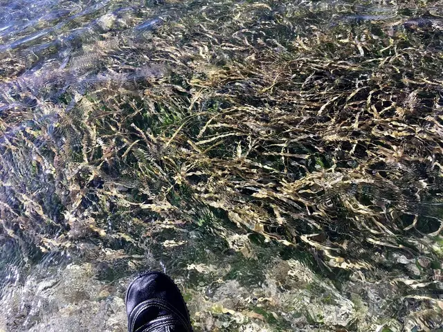 Thalassia testudinum