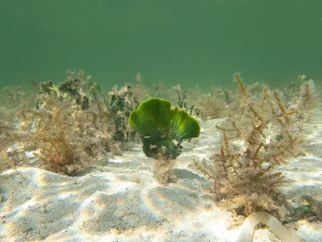 Udotea flabellum