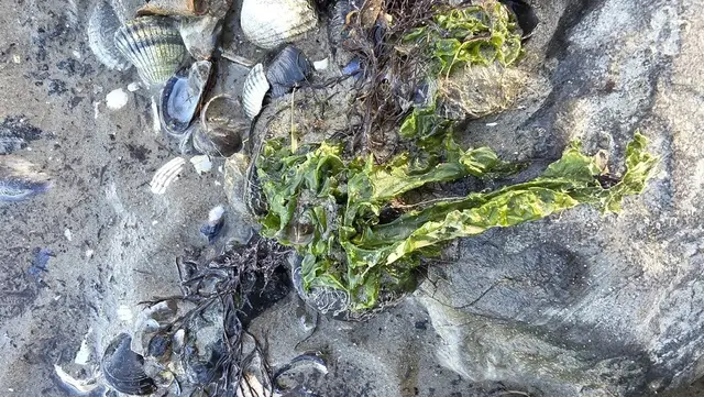 Ulva lactuca