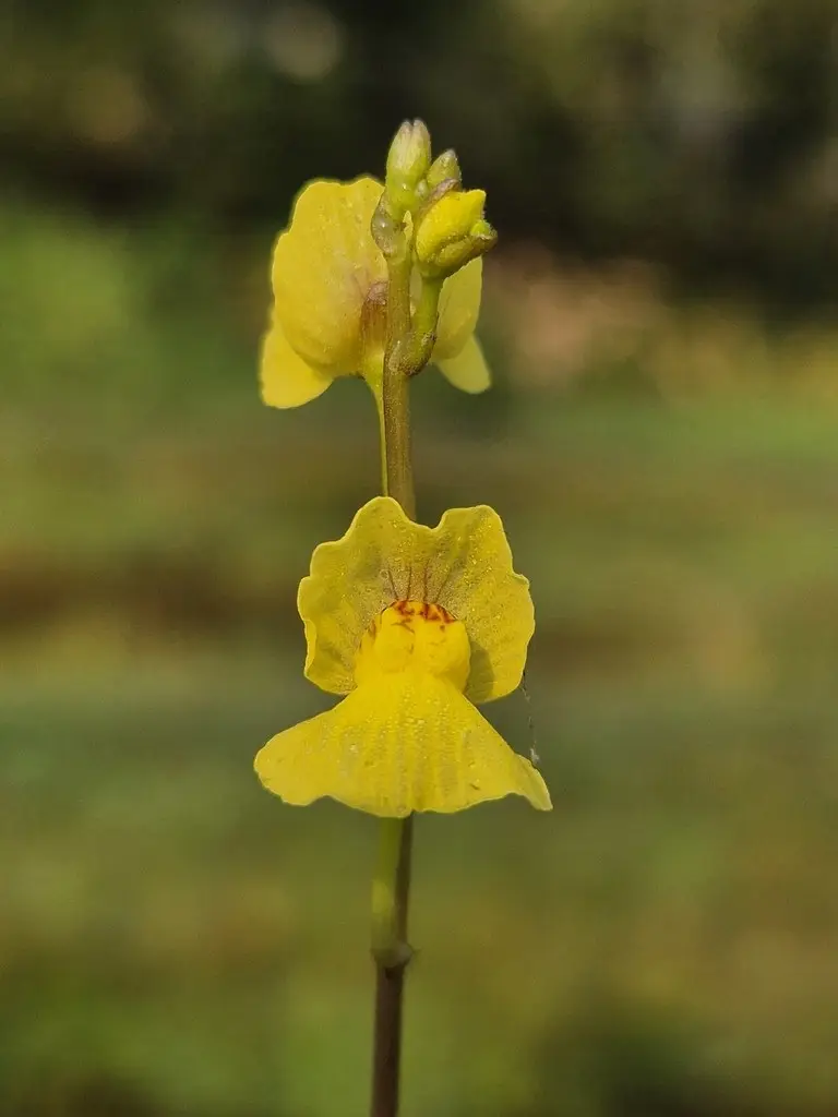 Utricularia aurea