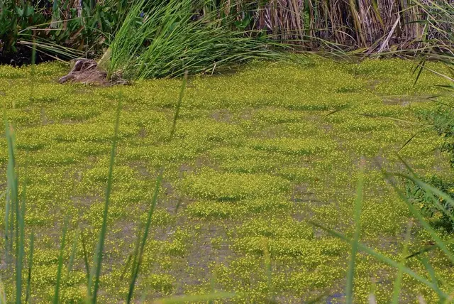 Utricularia gibba