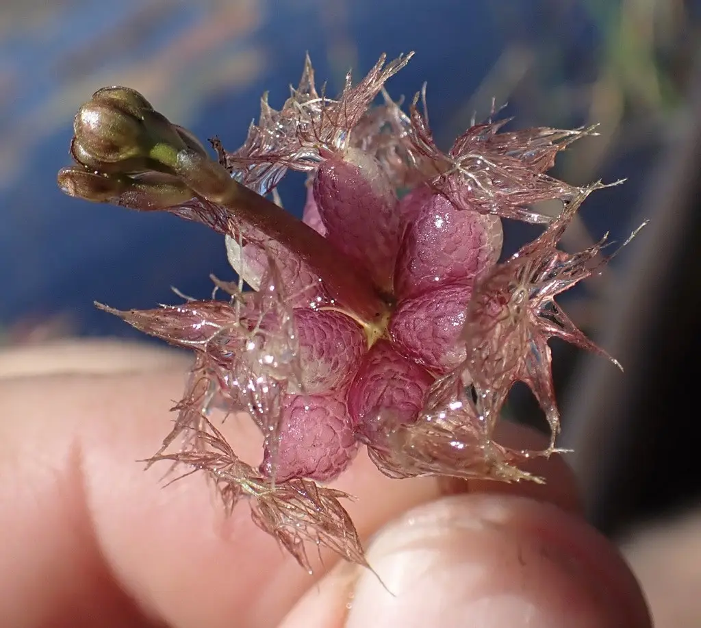 Представитель рода Utricularia