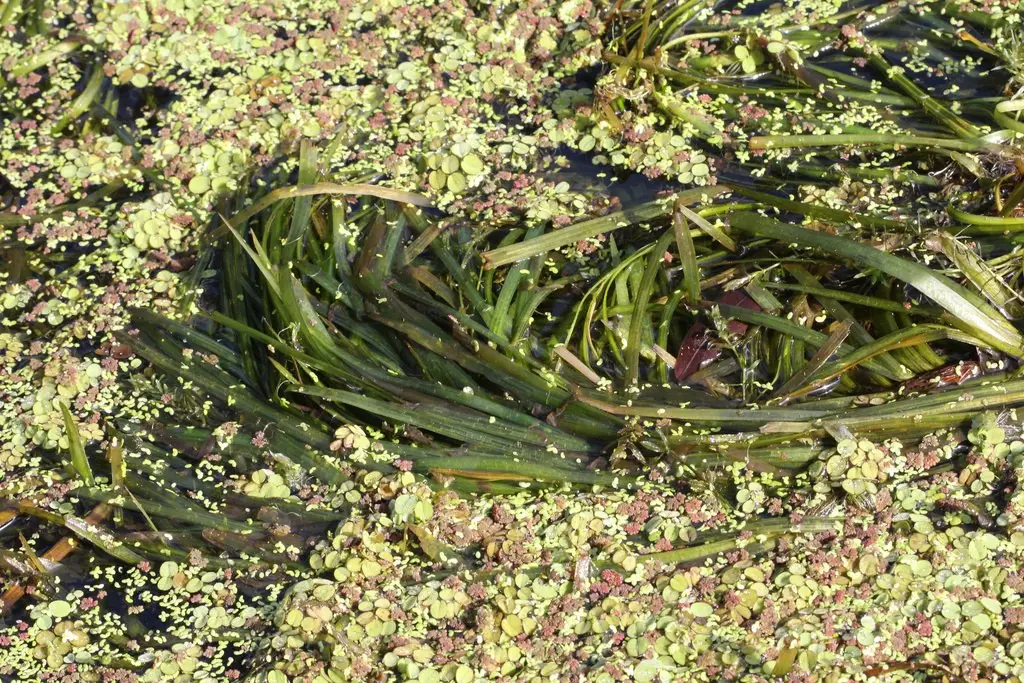 Представитель рода Vallisneria