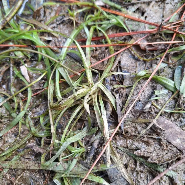 Базовый вид Vallisneria nana