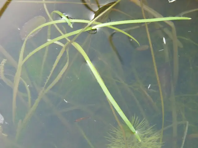 Представитель рода Vallisneria