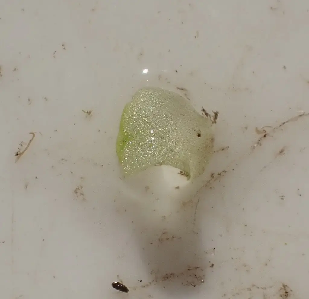 Wolffiella welwitschii
