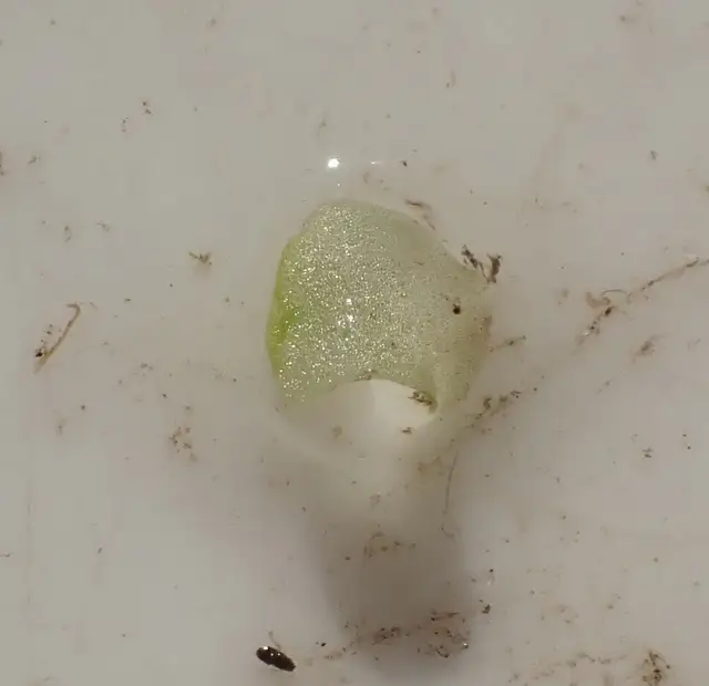 Wolffiella welwitschii